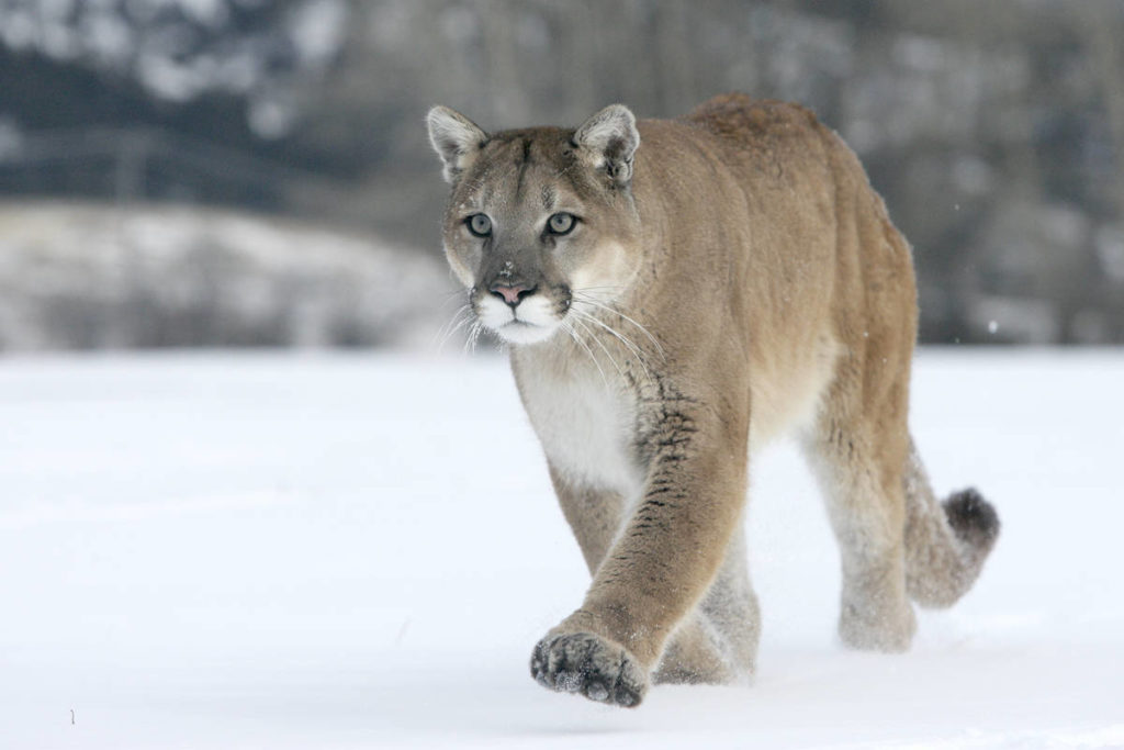 Cougar