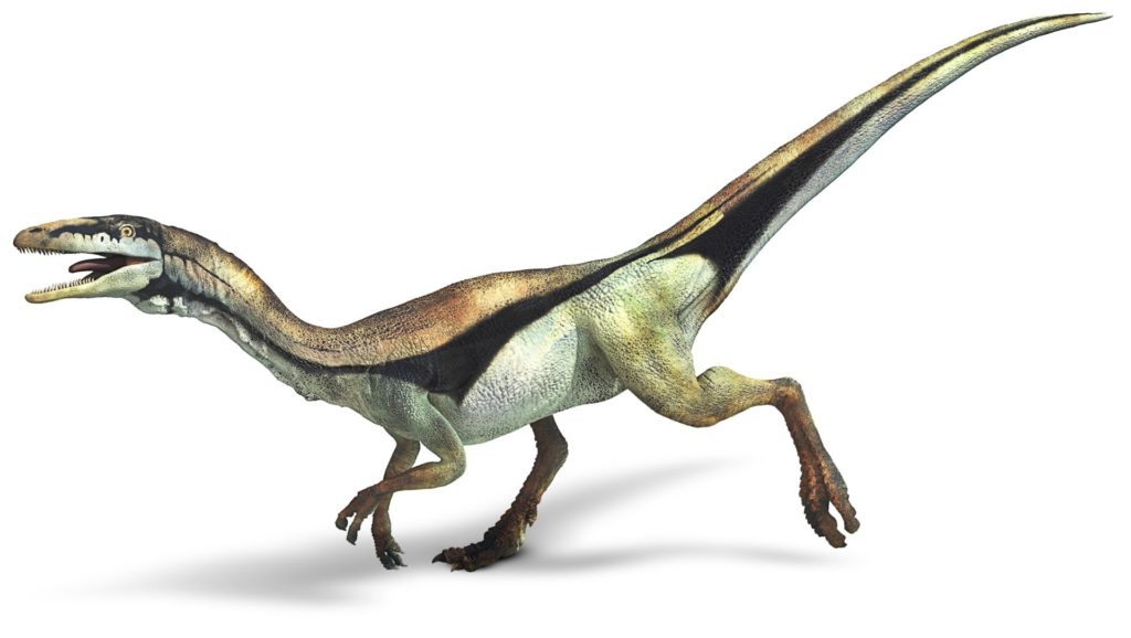 Compsognathus