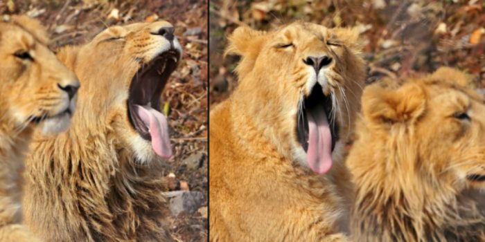 Lion qui baille
